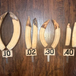 Taxidermy Hippo Tusks