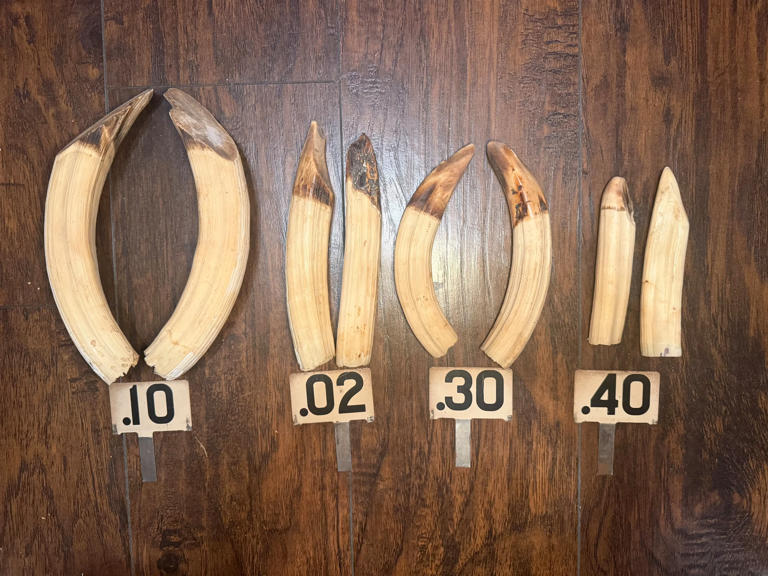 s893222380290560647_p970_i1_w5712 Taxidermy Hippo Tusks