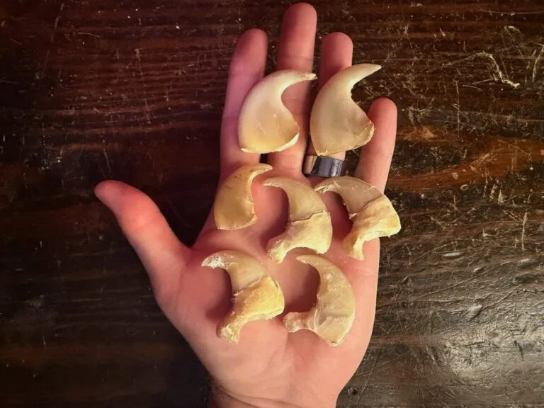 lion claws
