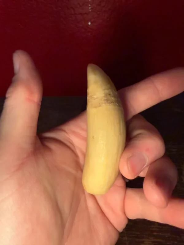 killer whale tooth for sale