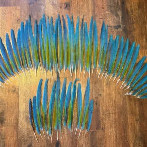 Macaw Tail Feathers