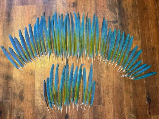 Macaw Tail Feathers