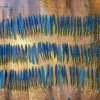 Macaw Wing Feathers