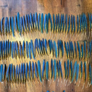 Macaw Wing Feathers