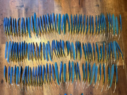 Macaw Wing Feathers