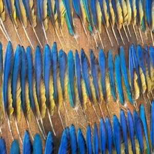 Macaw Wing Feathers