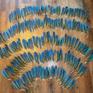 Macaw Wing
