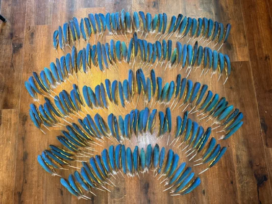Macaw Wing