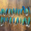 Macaw Feathers