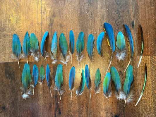 Macaw Feathers